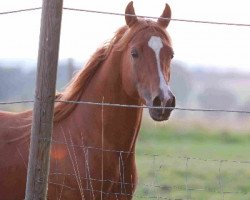 stallion Abidons Ambassador ox (Arabian thoroughbred, 2000, from Abidon ox)