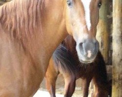 broodmare Xtremely Sassy ox (Arabian thoroughbred, 1990, from Xtreme ox)