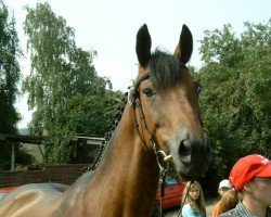 broodmare Whoopy Goldberg (Zweibrücken, 1996, from Walesko)