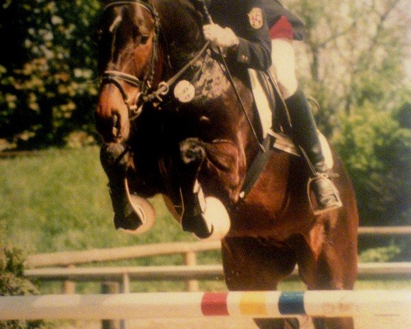 Pferd Chalido (Zweibrücker, 1992, von Champ of Class)