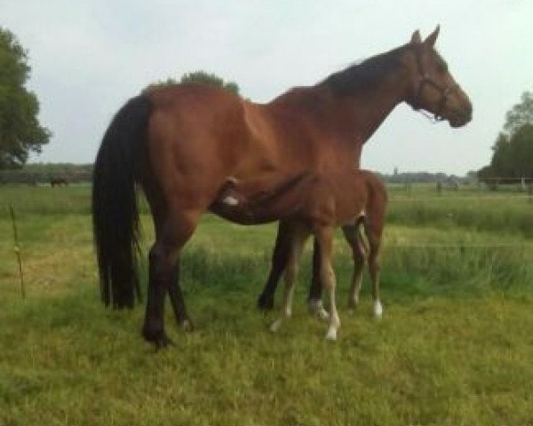 broodmare Regina K (KWPN (Royal Dutch Sporthorse), 1998, from Ahorn)
