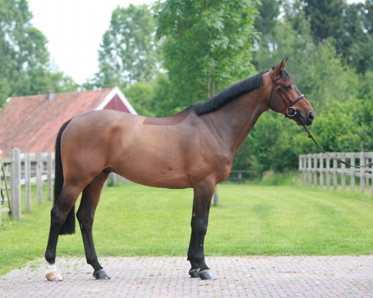 jumper Ryan Star du Rezidal (Belgium Sporthorse, 2001, from Quick Star)