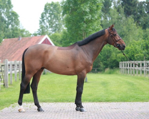 jumper Ryan Star du Rezidal (Belgium Sporthorse, 2001, from Quick Star)