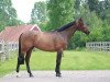 Springpferd Ryan Star du Rezidal (Belgium Sporthorse, 2001, von Quick Star)