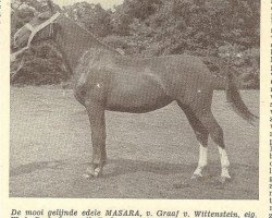 Zuchtstute Masara (Gelderländer, 1948, von Graaf van Wittenstein)