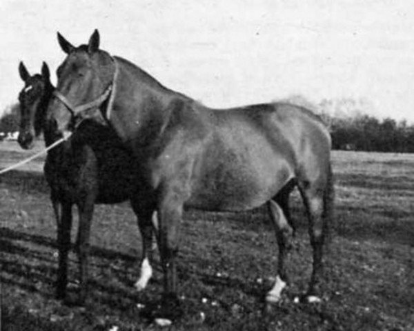 broodmare Ossuna (Selle Français, 1958, from Gagne Si Peu AN)