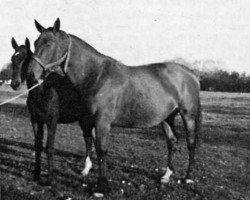 broodmare Ossuna (Selle Français, 1958, from Gagne Si Peu AN)