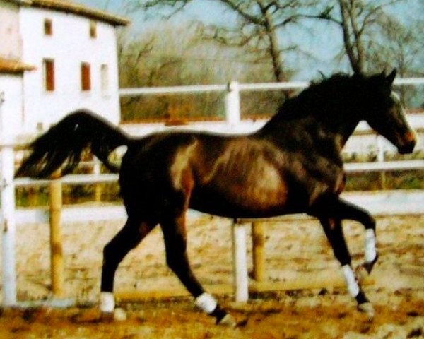 stallion Veneur du Defey (Selle Français, 1987, from Grand Veneur)