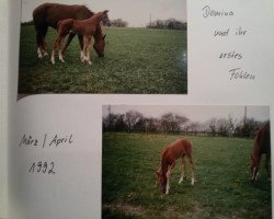 horse Attacke 35 (unknown, 1992, from Abasko xx)