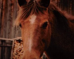 Zuchtstute Cora (Deutsches Reitpony, 1976, von Cusop Debonair)