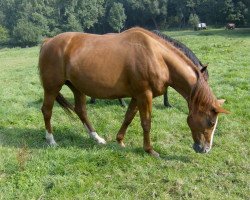 broodmare Koncern du Rezidal (Belgium Sporthorse, 1994, from Galant de la Cour)