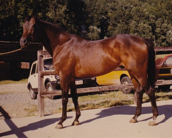 stallion Kebah xx (Thoroughbred, 1966, from Bel Baraka xx)