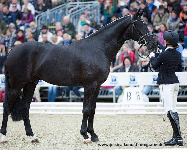 dressage horse Bon Coeur (Hanoverian, 2012, from Benetton Dream FRH)