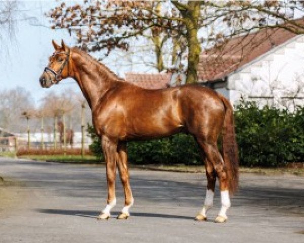 dressage horse Duvalier 21 (Westphalian, 2012, from Don Juan de Hus)