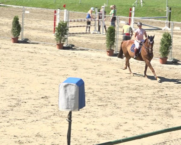 Reitturnier Schaffhausen 2019