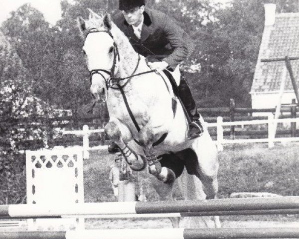 stallion Eaton du Rezidal (Belgium Sporthorse, 1988, from Furisto)