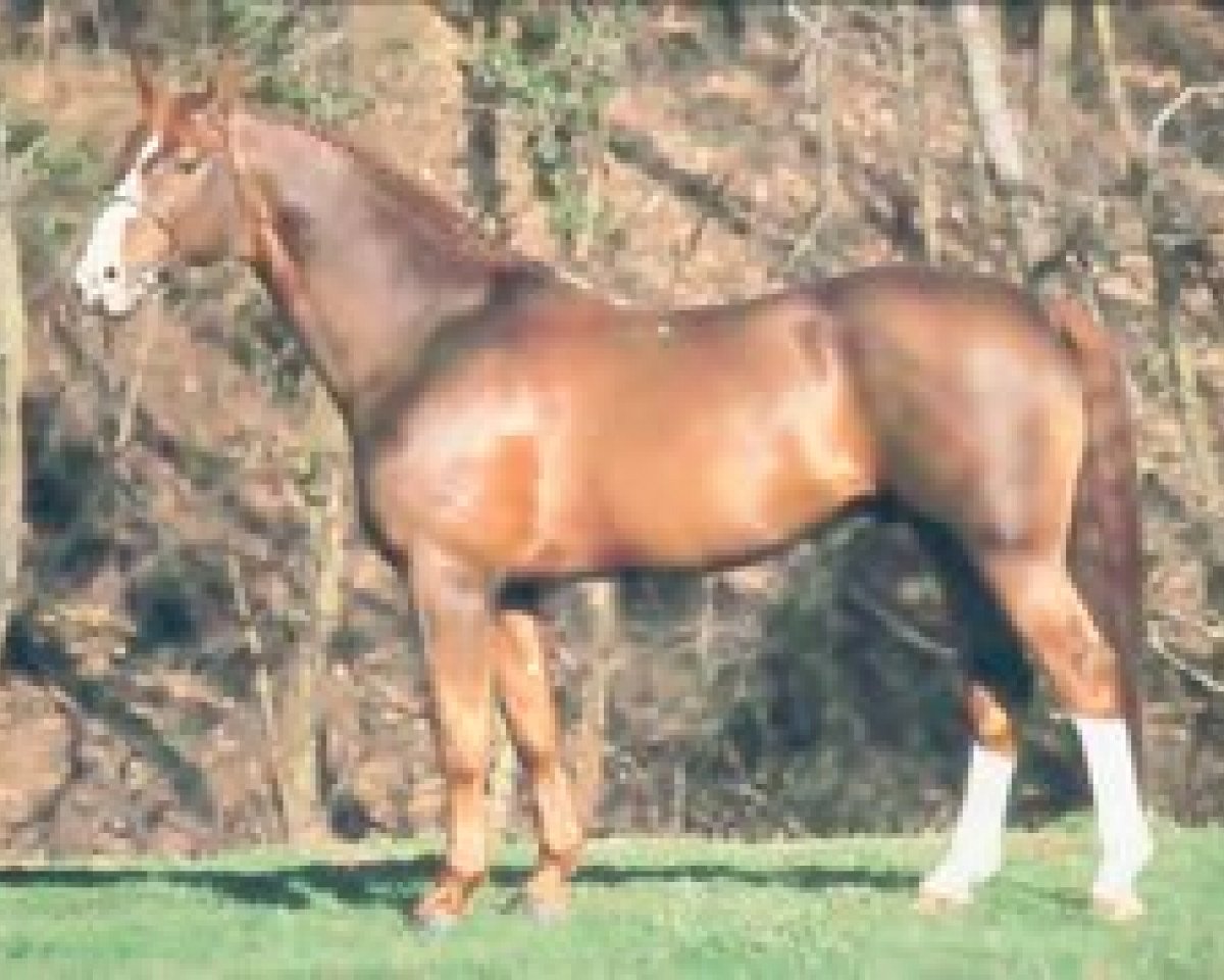 stallion Vondel van het Hendrixhof (Belgian Warmblood, 1975, from Widukind de Lauzelle)