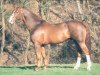 stallion Vondel van het Hendrixhof (Belgian Warmblood, 1975, from Widukind de Lauzelle)