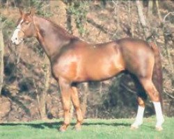 Deckhengst Vondel van het Hendrixhof (Belgisches Warmblut, 1975, von Widukind de Lauzelle)