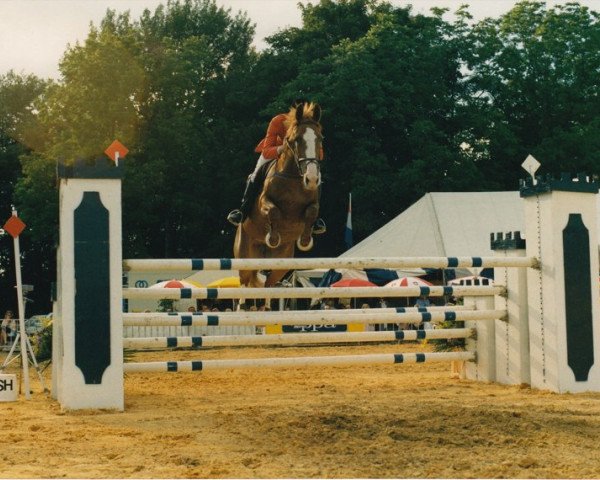 Zuchtstute Une d'Elle du Rezidal (Belgium Sporthorse, 1982, von Vondel van het Hendrixhof)