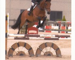 jumper Carrera Rezidal Z (Zangersheide riding horse, 2006, from Calvaro Z)