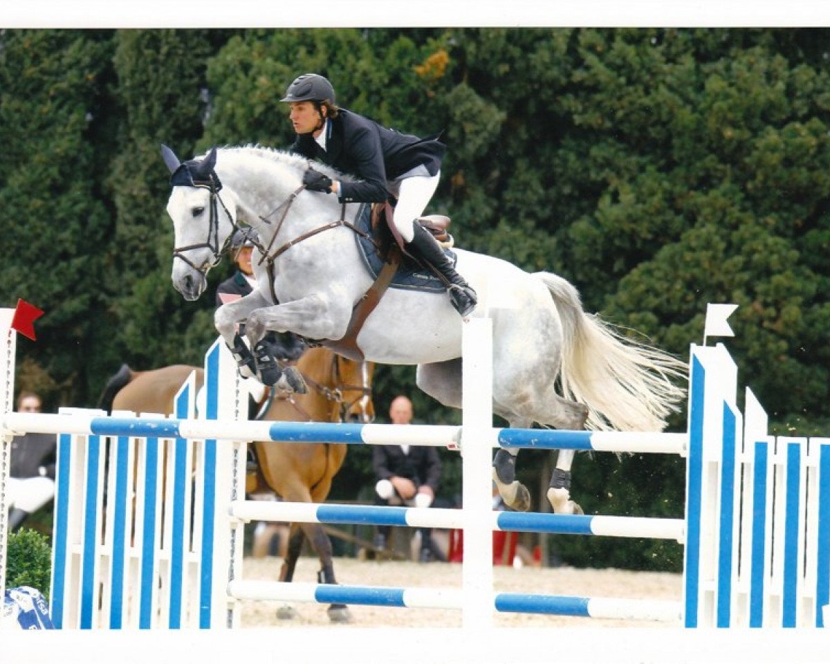horse Brooklyn Z (Zangersheide riding horse, 2002, from Baloubet du Rouet)