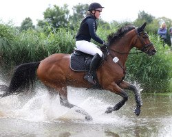 dressage horse Sharina Sp (Hanoverian, 2014, from San Amour I)