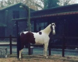 jumper Aruna Z (Zangersheide riding horse, 2003, from Andiamo)