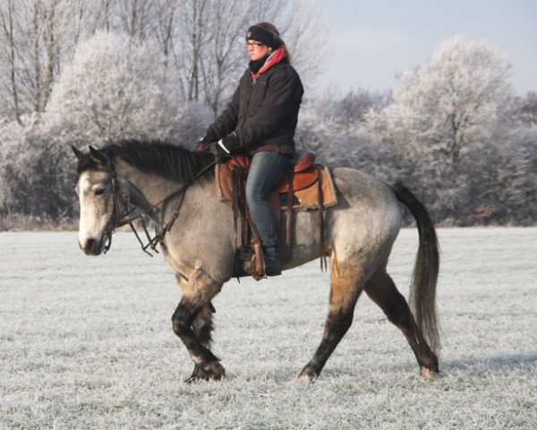 Pferd Katie Pat (Connemara-Pony, 2010, von Glaskopf Golden Siskin)