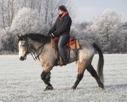 Dressurpferd Katie Pat (Connemara-Pony, 2010, von Glaskopf Golden Siskin)