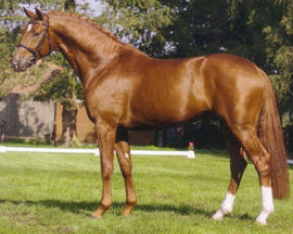 stallion Biasini (Westphalian, 2004, from Belissimo NRW)