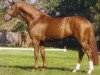stallion Biasini (Westphalian, 2004, from Belissimo NRW)