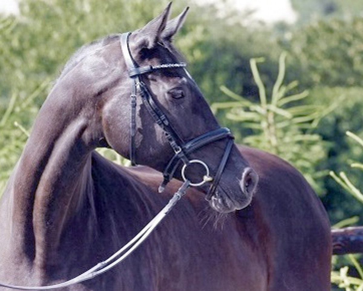 Zuchtstute Mariza IV (Trakehner, 1993, von Herzzauber)