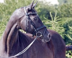 broodmare Mariza IV (Trakehner, 1993, from Herzzauber)