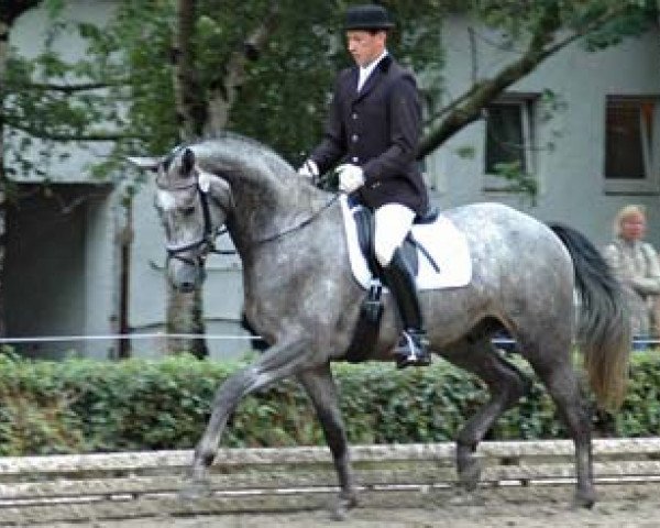 Pferd Syverdi (Trakehner, 2001, von Monteverdi)
