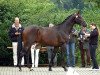 broodmare Syntara (Trakehner, 1999, from Exclusiv)