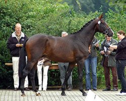 broodmare Syntara (Trakehner, 1999, from Exclusiv)