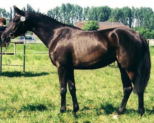 Zuchtstute Kollina (Trakehner, 1995, von Kostolany)