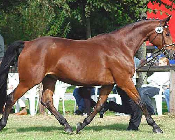 broodmare Sabra II (Trakehner, 1993, from Cornus)