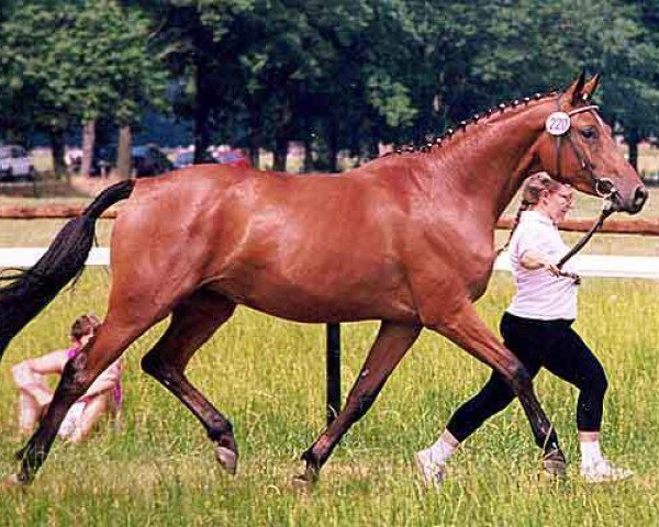 broodmare Scharifa (Trakehner, 1991, from Caprimond)