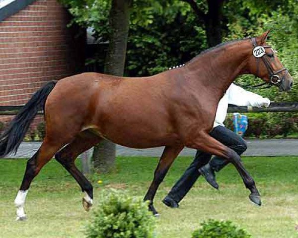 horse Sturmkind (Trakehner, 2002, from Maizauber)