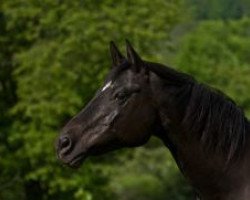 broodmare Silona (Trakehner, 1994, from Caprimond)