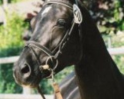 broodmare Shanara (Trakehner, 2001, from Monteverdi)