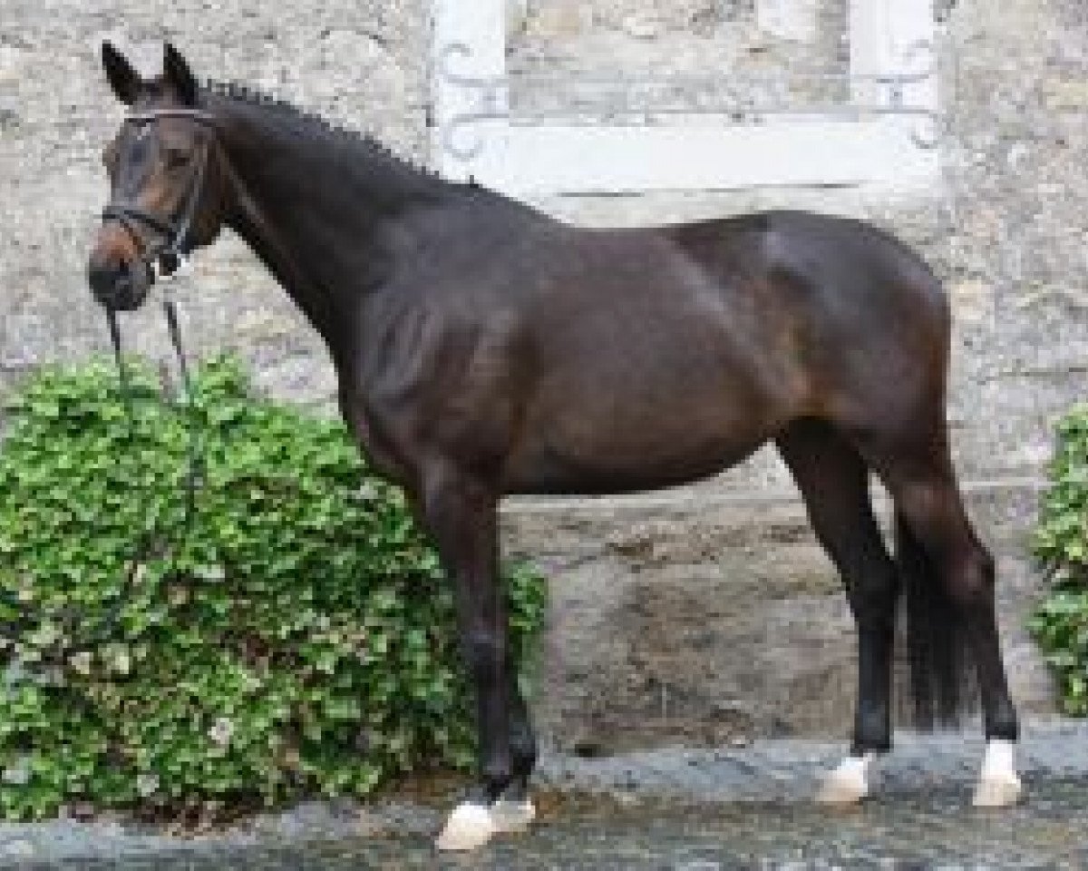 broodmare Shahira (Trakehner, 2006, from Anduc)