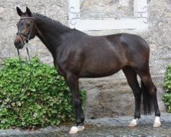 broodmare Shahira (Trakehner, 2006, from Anduc)