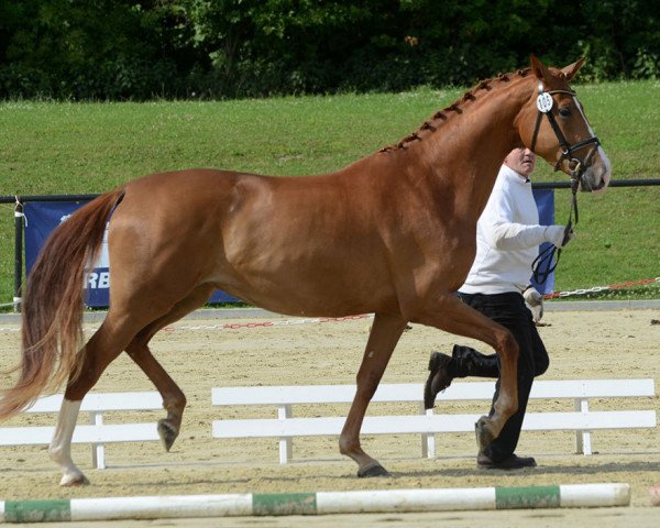 Pferd Shiva WH (Trakehner, 2012, von Kentucky)