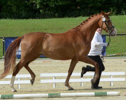 horse Shiva WH (Trakehner, 2012, from Kentucky)