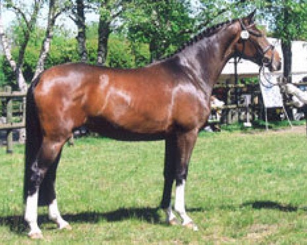 horse Argentina 215 (Trakehner, 2004, from Tuareg)
