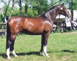 Pferd Argentina 215 (Trakehner, 2004, von Tuareg)