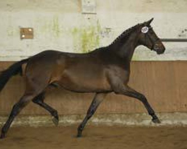 broodmare Gänseblümchen (Trakehner, 2006, from Gondoliero)